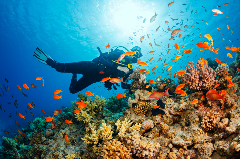 Scuba diver swimming underwater with a school of fish