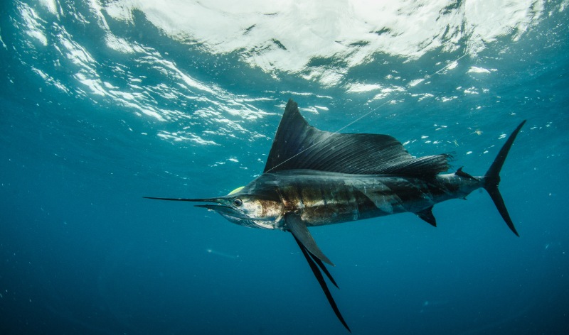 A sailfish