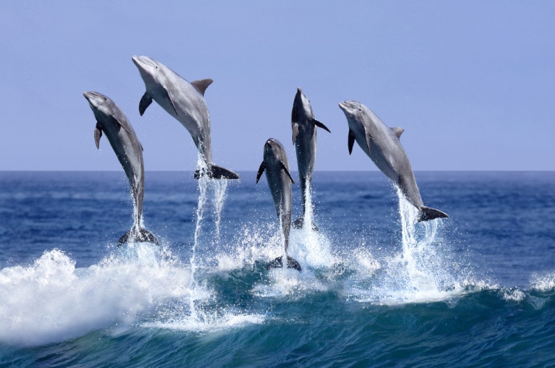 bottlenose dolphins